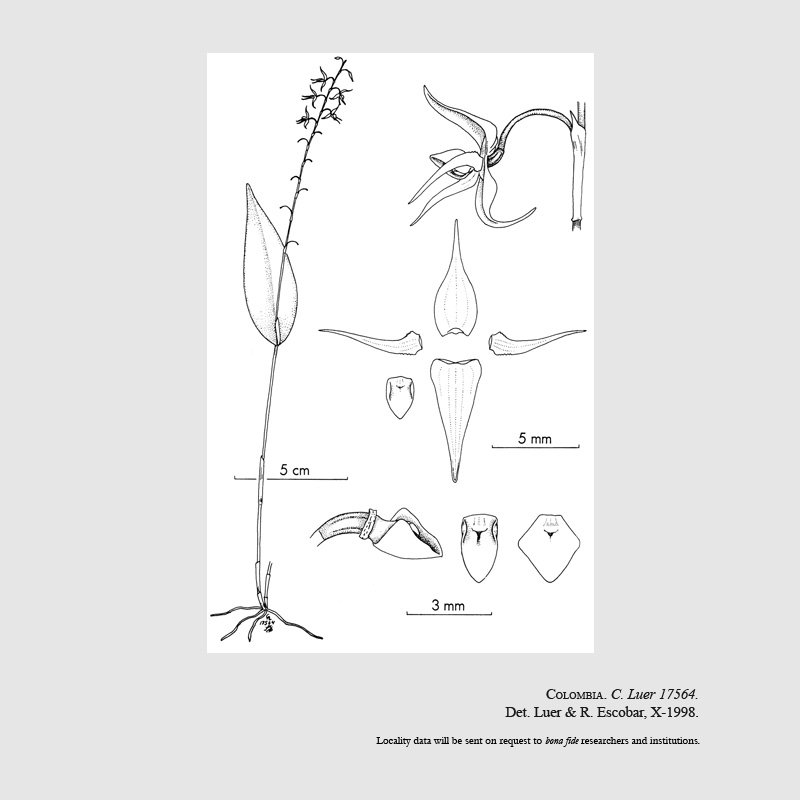 Pleurothallis languida